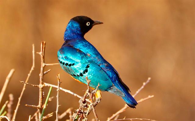 africa-e-oceano-indiano (20).jpg